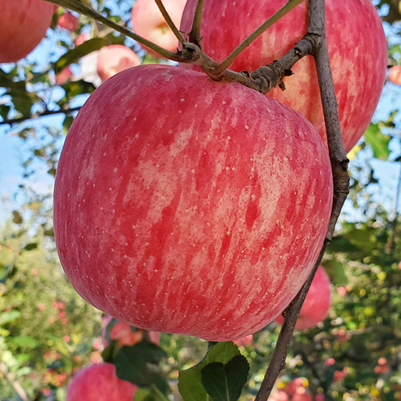 马栏红陕西旬邑红富士脆甜多汁