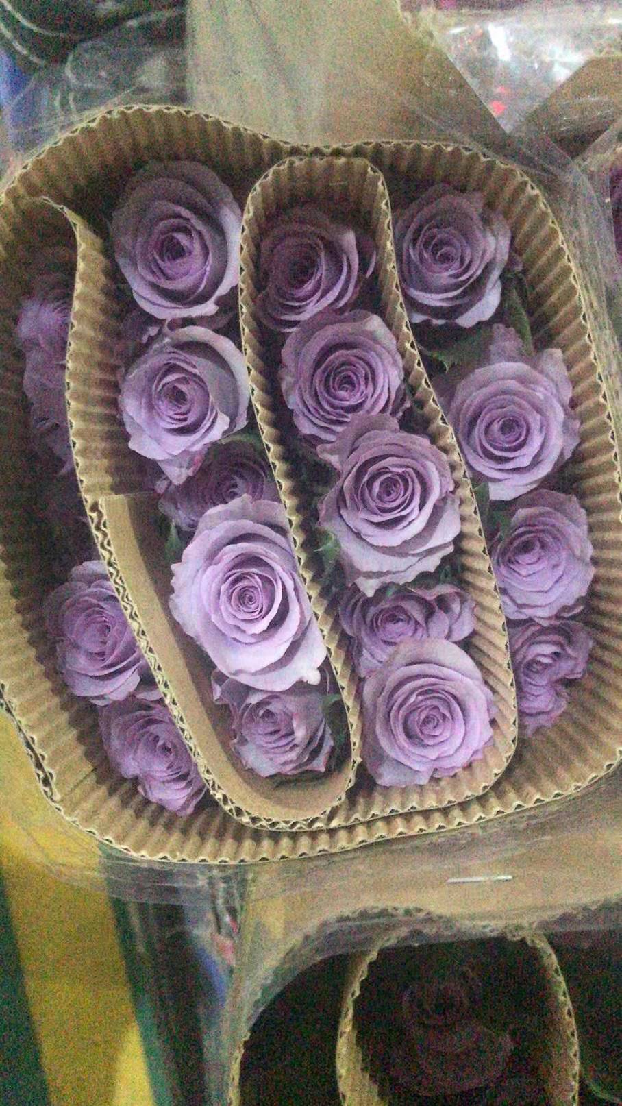 暮光之城玫瑰海洋之歌小白兔玫瑰鲜切花求婚云南昆明基地空运包邮