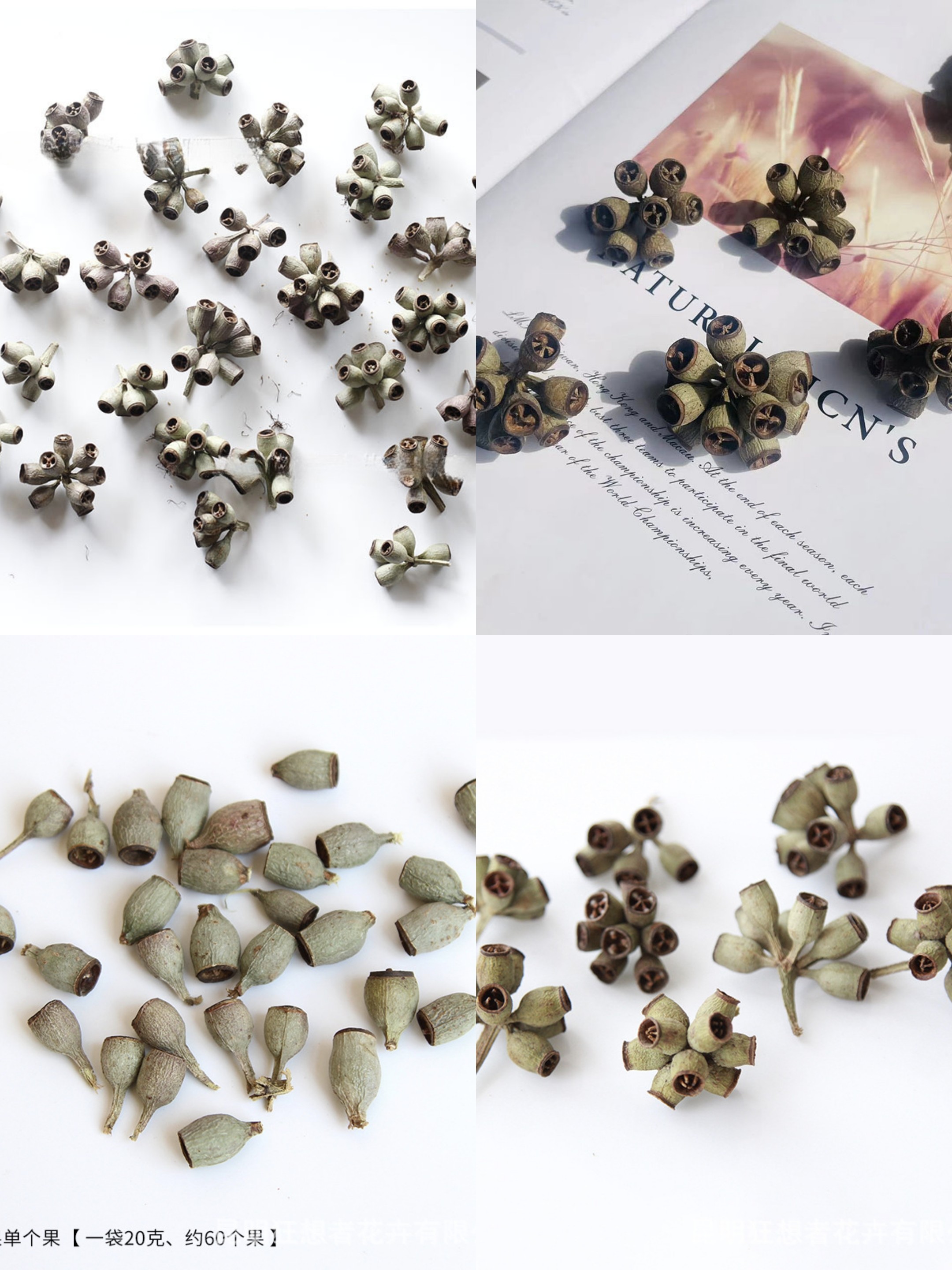 干花僵尸果桉树果豆荚娃娃配件相框冰箱贴花环手工干果diy材料