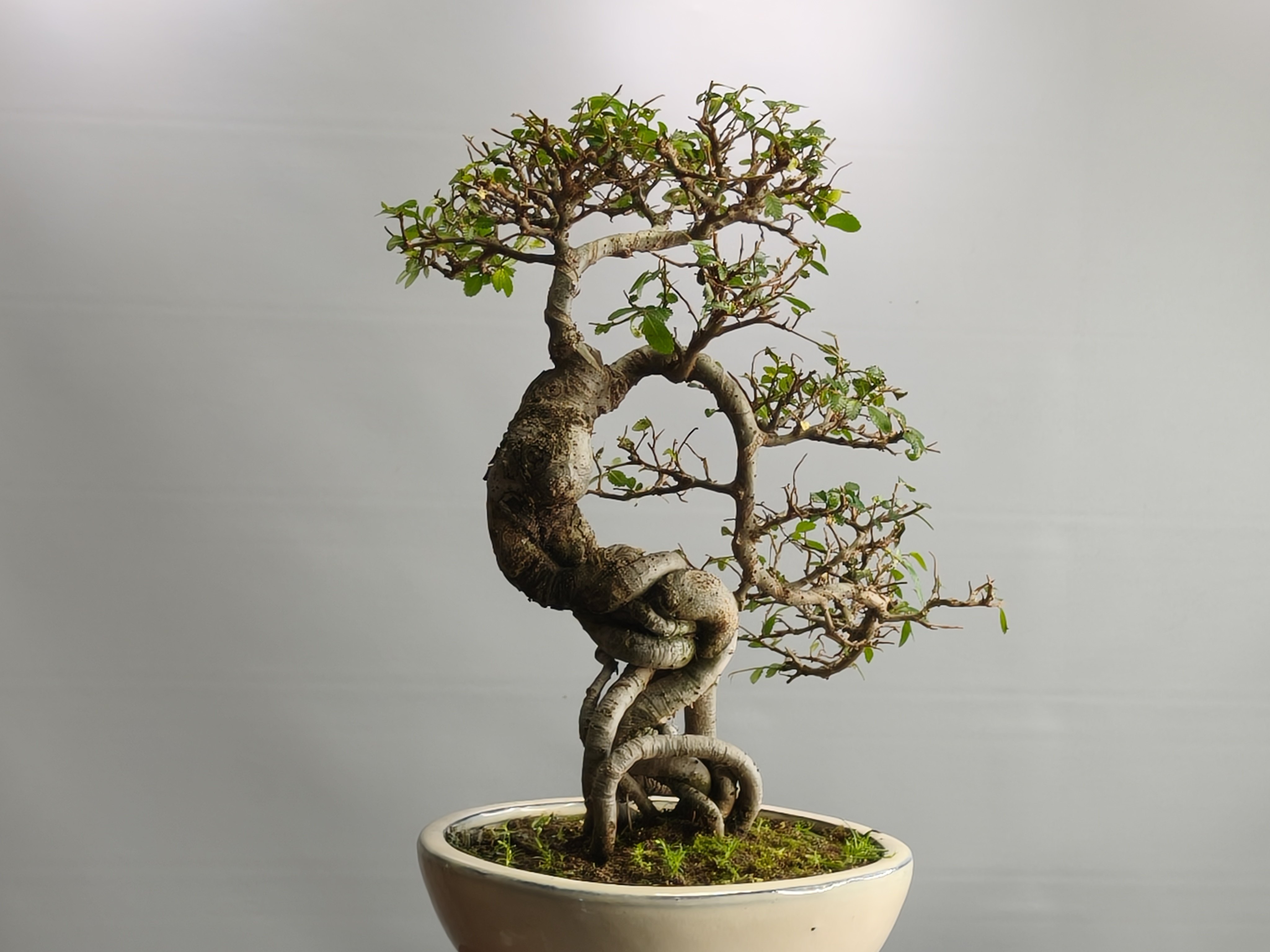 附石榔榆树盆景老桩掌上盆栽小叶红芽 寓意好钱榆年年有 原盆原土
