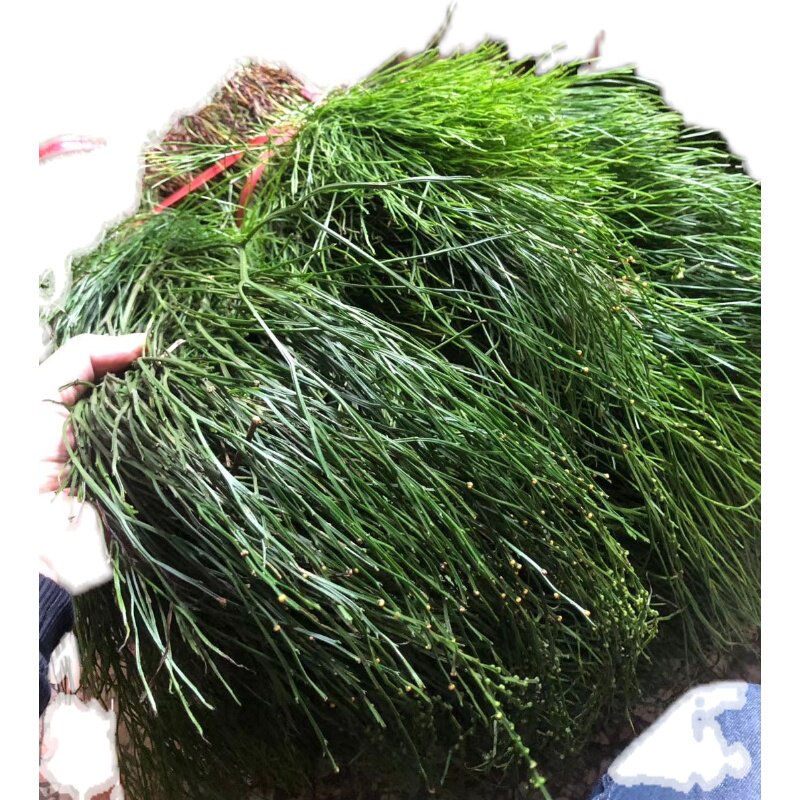 新鲜石刷把 松叶蕨 石寄生 竹寄生 松叶兰 铁石松 新鲜牛尾蕨500g