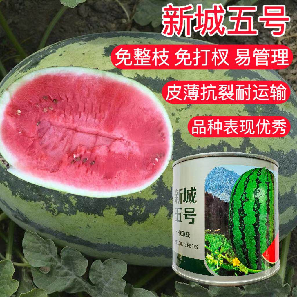 中科茂华新城五号杂交西瓜种子沙漠晒砂西瓜金城五号石缝石头瓜种