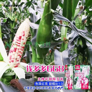 农华圣高科彩甜糯玉米钱多多668玉米种子鲜食大棒玉米基地高端种