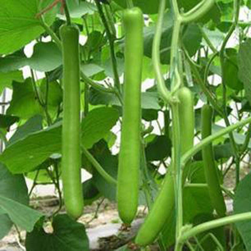 瓠子种子特长苗秧早熟浙蒲六号肉厚色绿高产长蒲瓜籽春天夏季蔬菜
