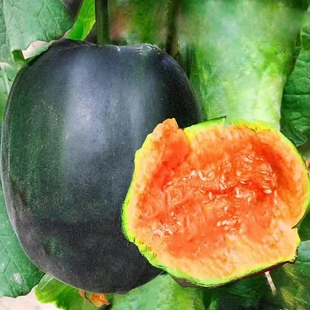 黄皮面瓜种子黑皮花皮面瓜种籽生吃香甜瓜四季蔬菜瓜果种孑可留种