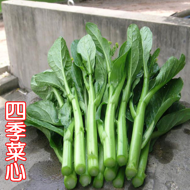 菜心种籽子广东菜芯四季柳叶多芽四九菜苔迟春季夏秋冬天蔬菜种孑