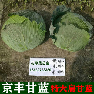 包菜种籽甘蓝种子扁圆京丰一号秋天冬季种植的蔬菜种孑大头菜卷心