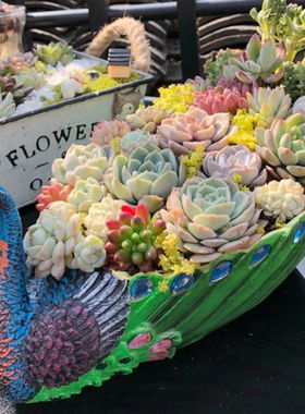 绿色孔雀多肉植物花盆大口径创意个性卡通肉肉拼盘组合盆栽大花盆