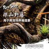树蛙睫角树栖攀爬树藤过江龙藤爬宠饲养箱造景植物藤条藤蔓爬宠箱