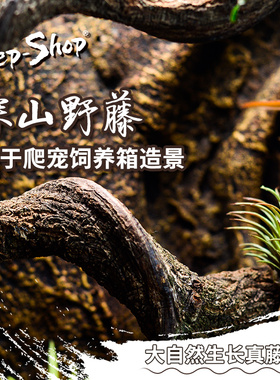 树蛙睫角树栖攀爬树藤过江龙藤爬宠饲养箱造景植物藤条藤蔓爬宠箱