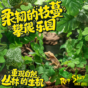 爬宠饲养箱软胶仿真植物造景睫角躲避蛇守宫蜥蜴玻璃缸装饰带吸盘