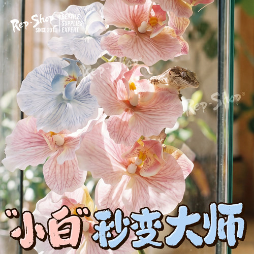 睫角造景仿真蝴蝶兰爬宠假植物守宫蜥蜴蛇攀爬躲避丰容饲养箱摆件