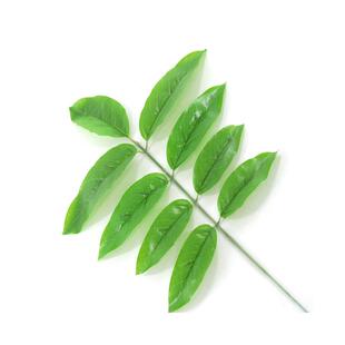 仿景真绿植核桃叶植物核叶枝001配桃件假树家叶落地盆厂装饰