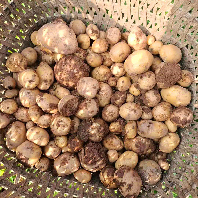 应季蔬菜重庆农家下单现挖