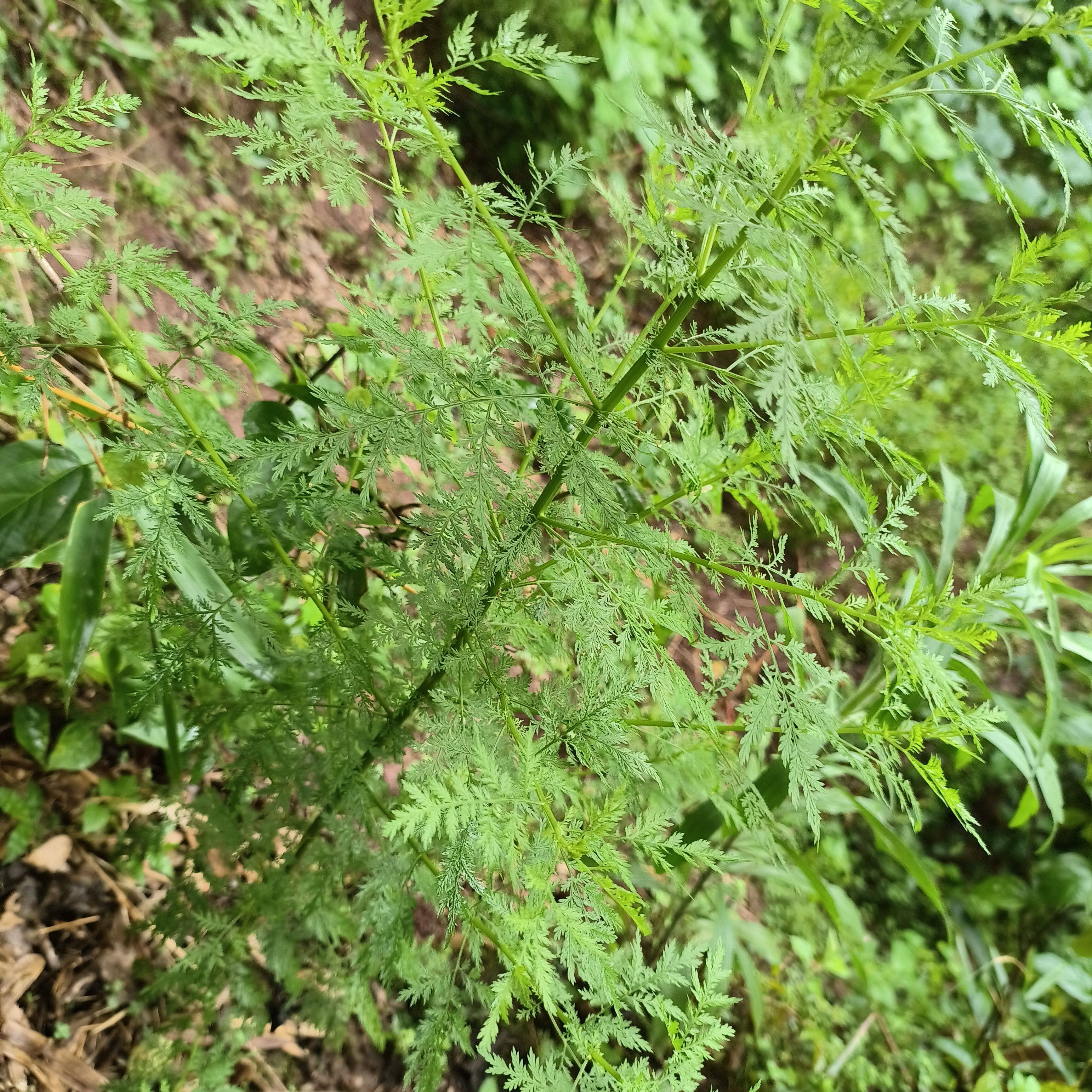 新鲜青蒿苦蒿黄花蒿现采青蒿草苗 干货洗澡泡澡清热下火泡茶包邮