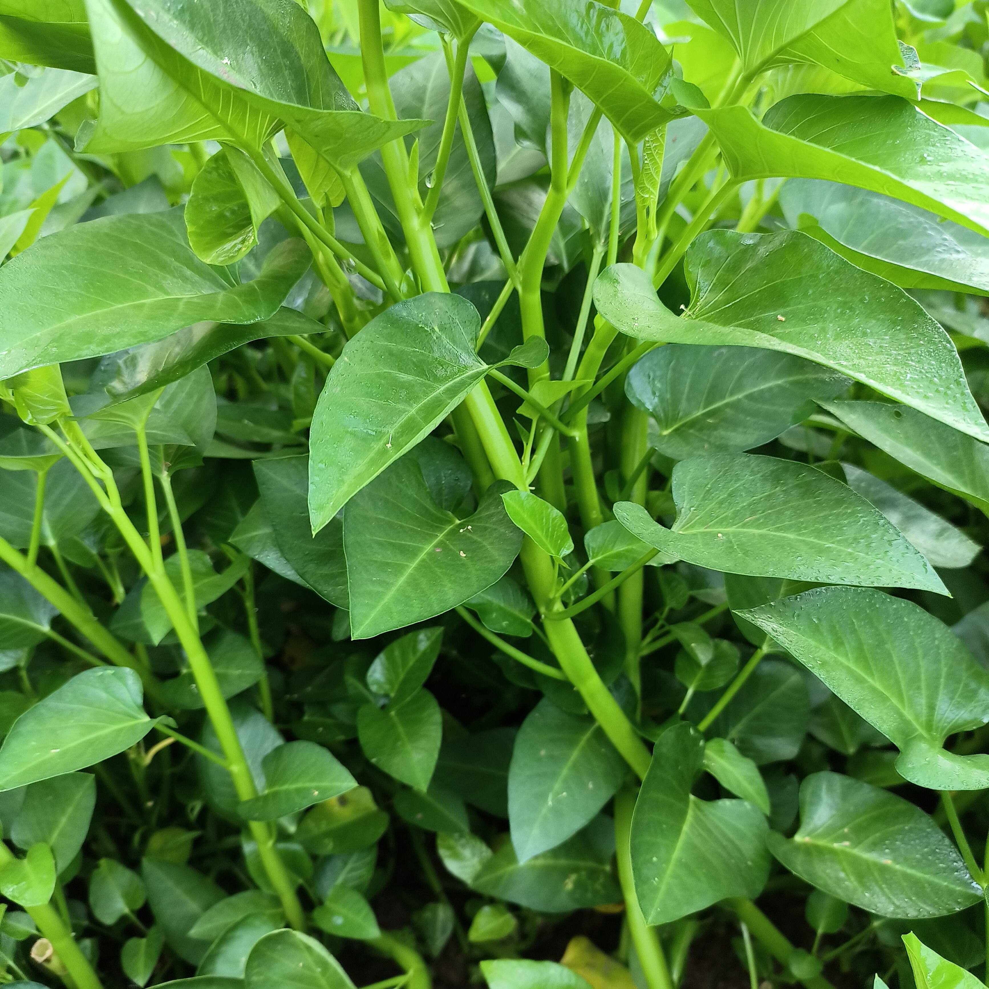 重庆农家栽种露天腾腾菜大叶空心菜通心菜应季蔬竹叶菜现摘包邮