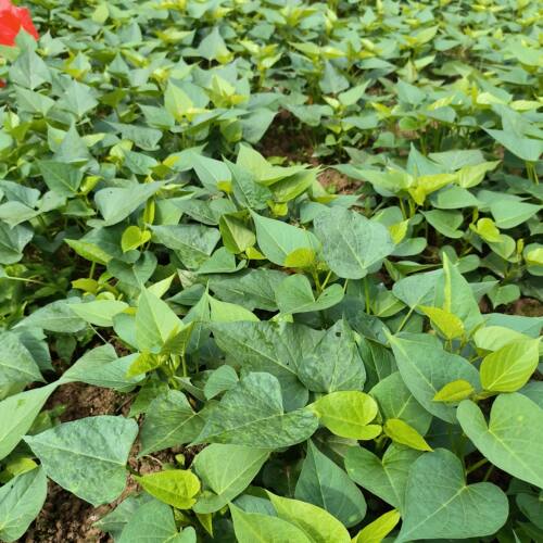 重庆应季农家红薯尖嫩尖新鲜2斤包邮蔬菜菜时令火锅食用红薯尖叶