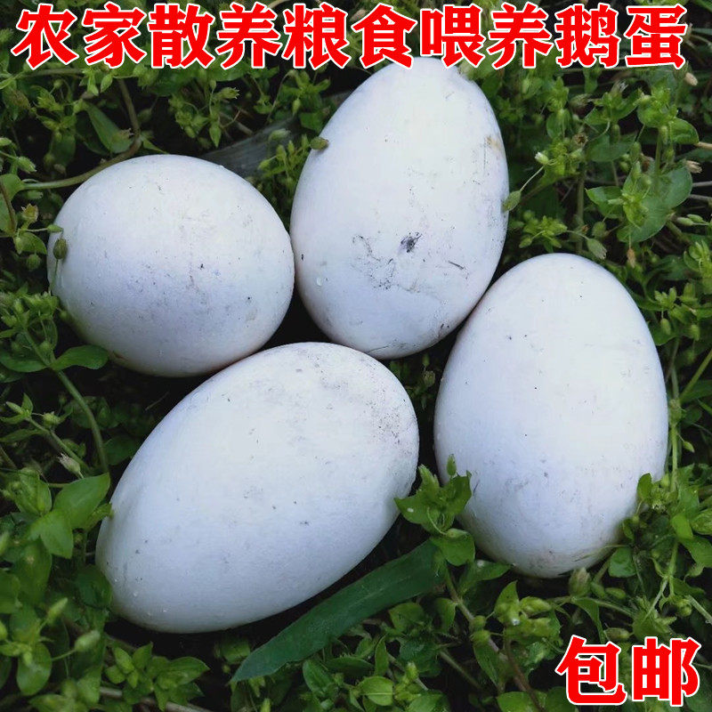 重庆梁平农家散养粮食杂粮喂养新鲜现捡鹅蛋营养去胎毒12枚包邮