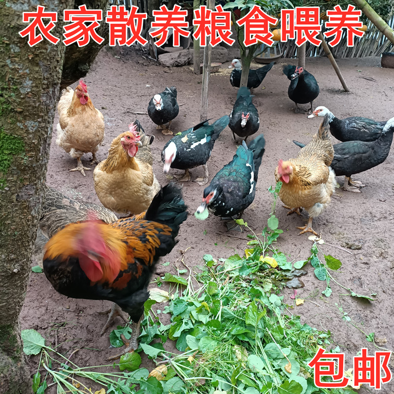 粮食喂养整只现杀红头鸭