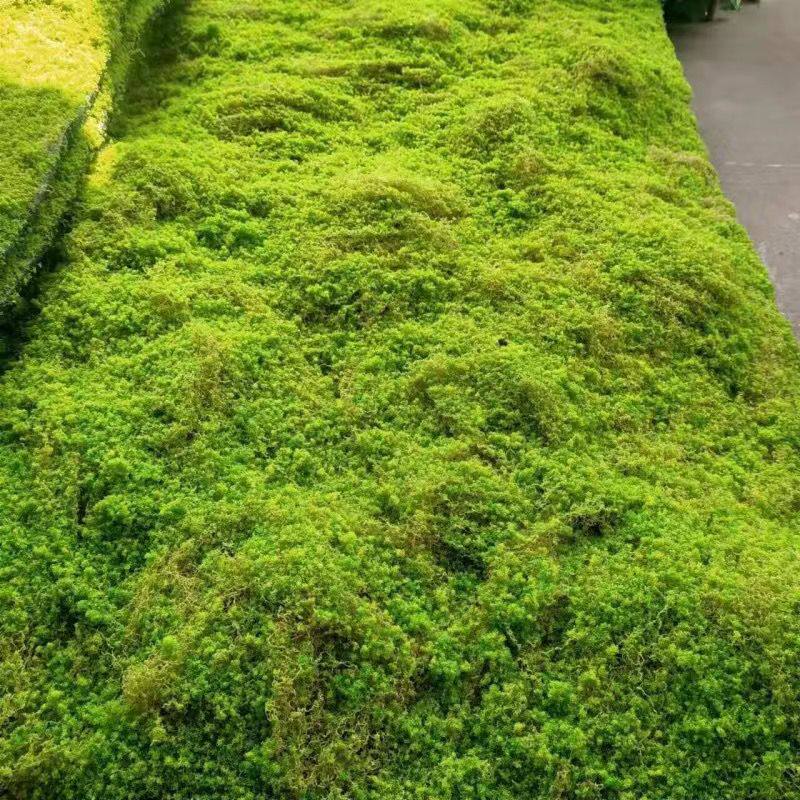 仿真苔藓绿色假青苔背景装饰 植物墙草坪微景观仿真苔藓草皮青苔