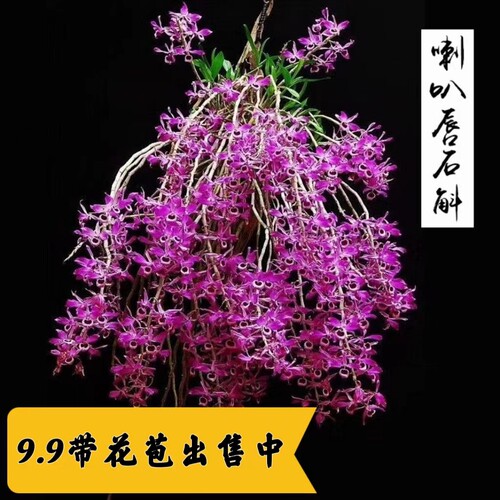 特价清仓喇叭唇石斛带花苞紫花浓香型球花鼓槌金钗石斛兰花卉绿植