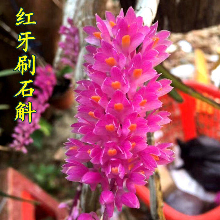 红牙刷石斛铁皮石斛兰花室内花盆栽绿植物假山花卉比多肉好养包邮,鲜花速递/花卉仿真/绿植园艺,时令草本花卉,淘宝优惠券,粉丝福利购,淘宝优惠卷