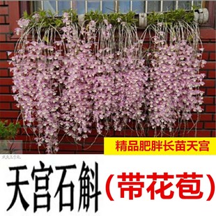 天宫石斛带花苞鼓槌球花金钗叠鞘铁皮盆栽盆观赏花卉浓香石斛花