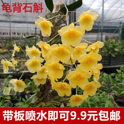 铁皮园艺花卉盆栽石斛兰