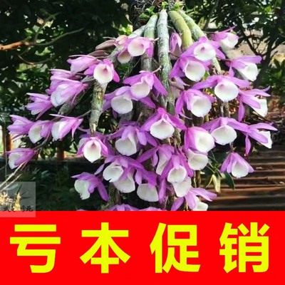 带花苞浓香报春石斛室内春天兰花