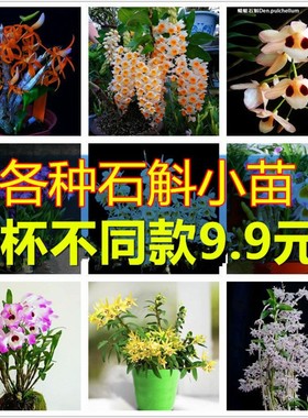 铁皮石斛盆栽金钗花卉石斛兰食用