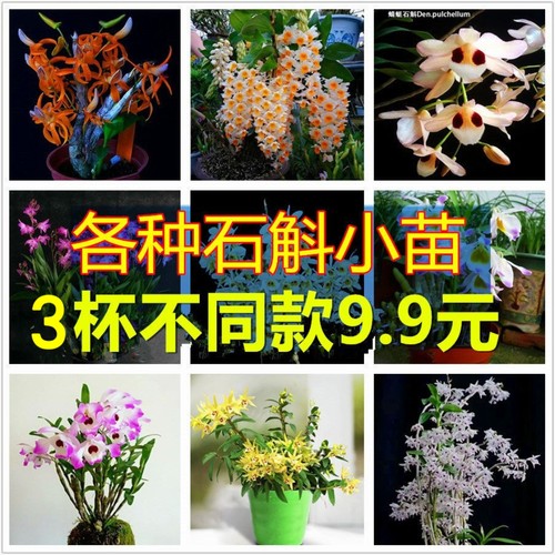 铁皮石斛盆栽金钗花卉石斛兰食用