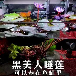 黑美人睡莲四季 种植鱼缸栽培带花苞发货庭院懒人简单好养水生花卉