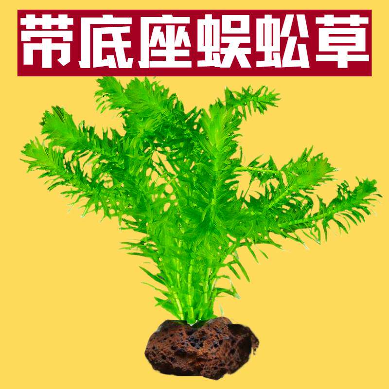带底座淡水鱼缸造景好养水草