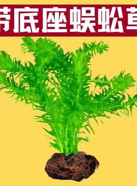 带底座淡水鱼缸造景好养水草
