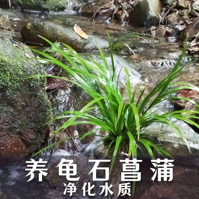 石菖蒲水草苗带根养鱼龟缸造景附石鱼缸水培好养懒人养龟挺水植物 鲜花速递/花卉仿真/绿植园艺 绿植 原图主图