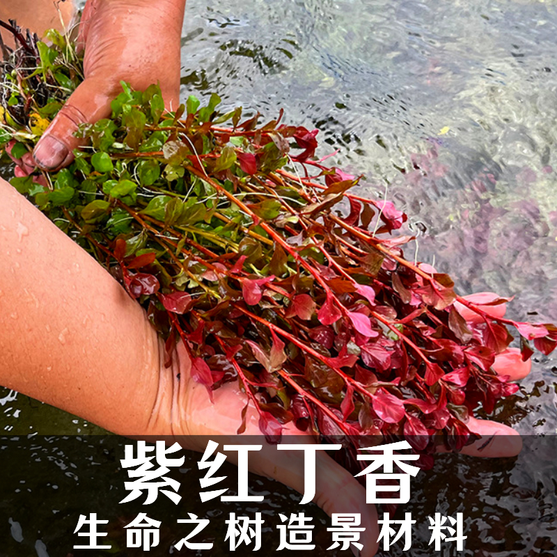 红丁香水草大量批发包邮费包成活