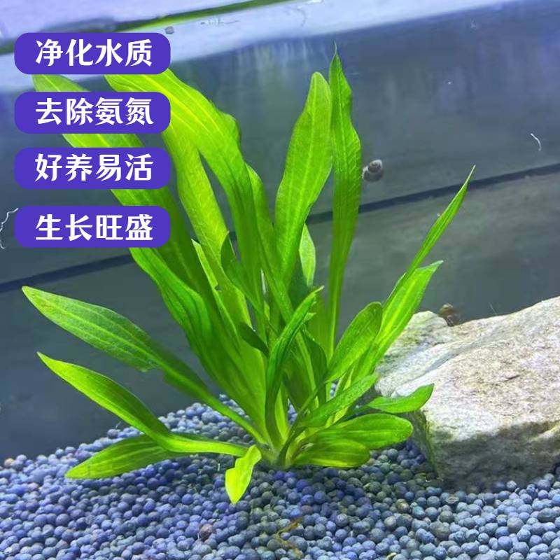 绿九冠水草中后景迷你懒人水草新手造景好养易活冷水造氧阴性植物