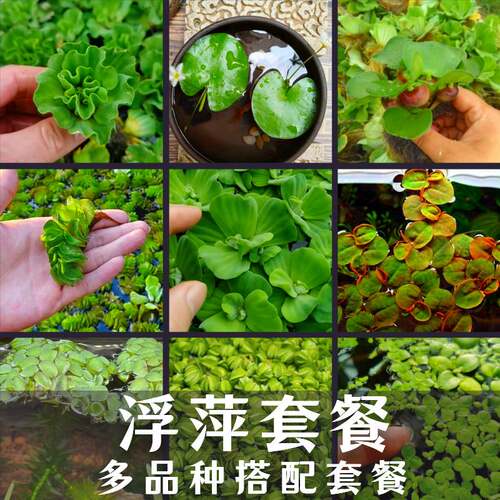 水生浮萍水草龟缸造景可净化水质