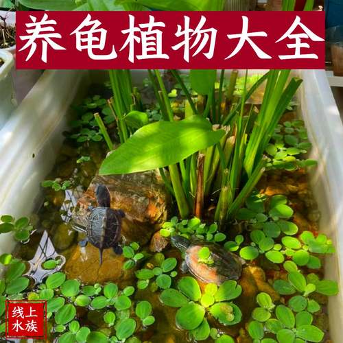 线上水族沼泽过滤植物养龟净化水