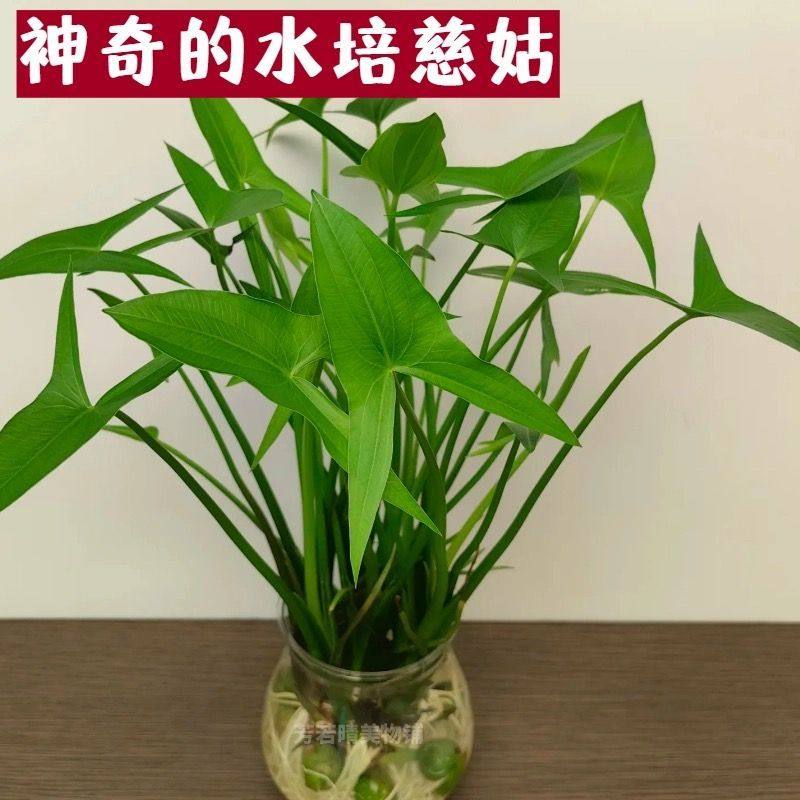 野慈姑重瓣白色耐寒挺水水草图片