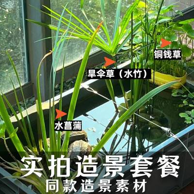 水竹+水菖蒲+铜钱草沼泽过滤套餐养龟鱼组合净化水质懒人水生植物