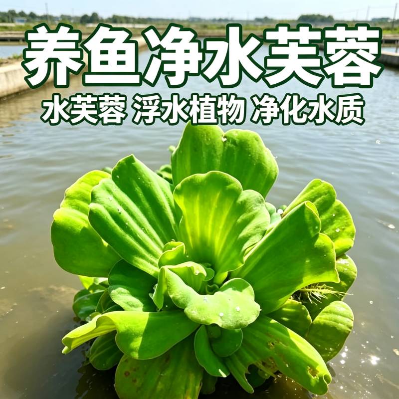 水芙蓉浮水净水造景水草