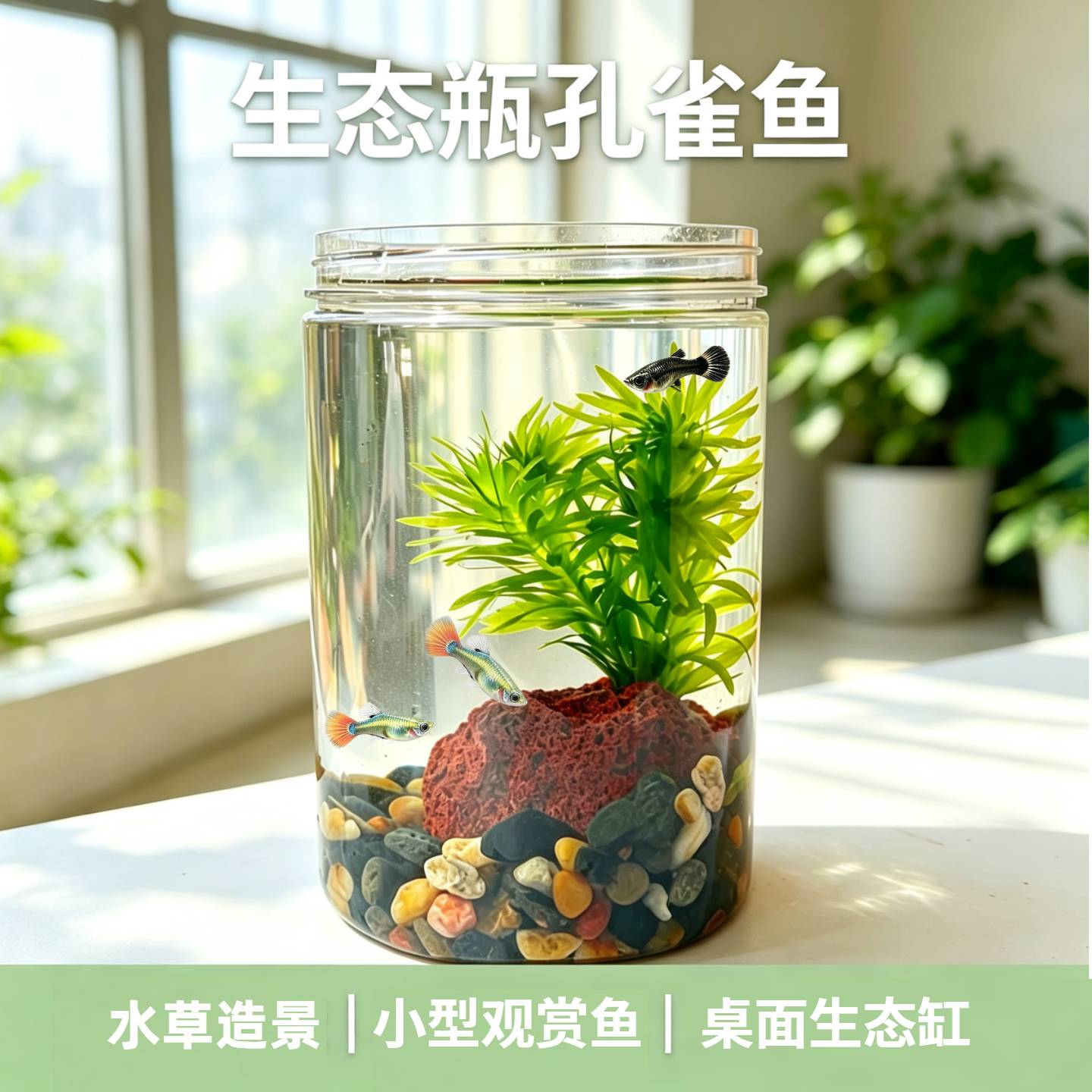 桌面小型孔雀鱼微景观生态缸
