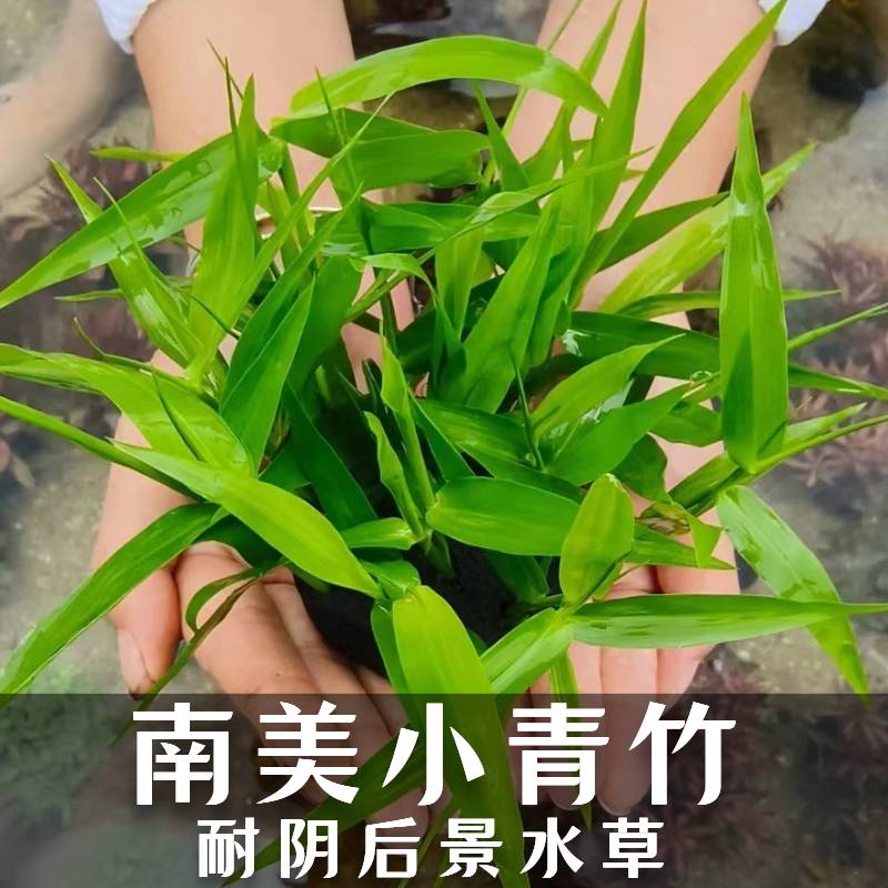 南美青竹淡水后景水草懒人水草定植环新手好养水培植物喜阴性水竹