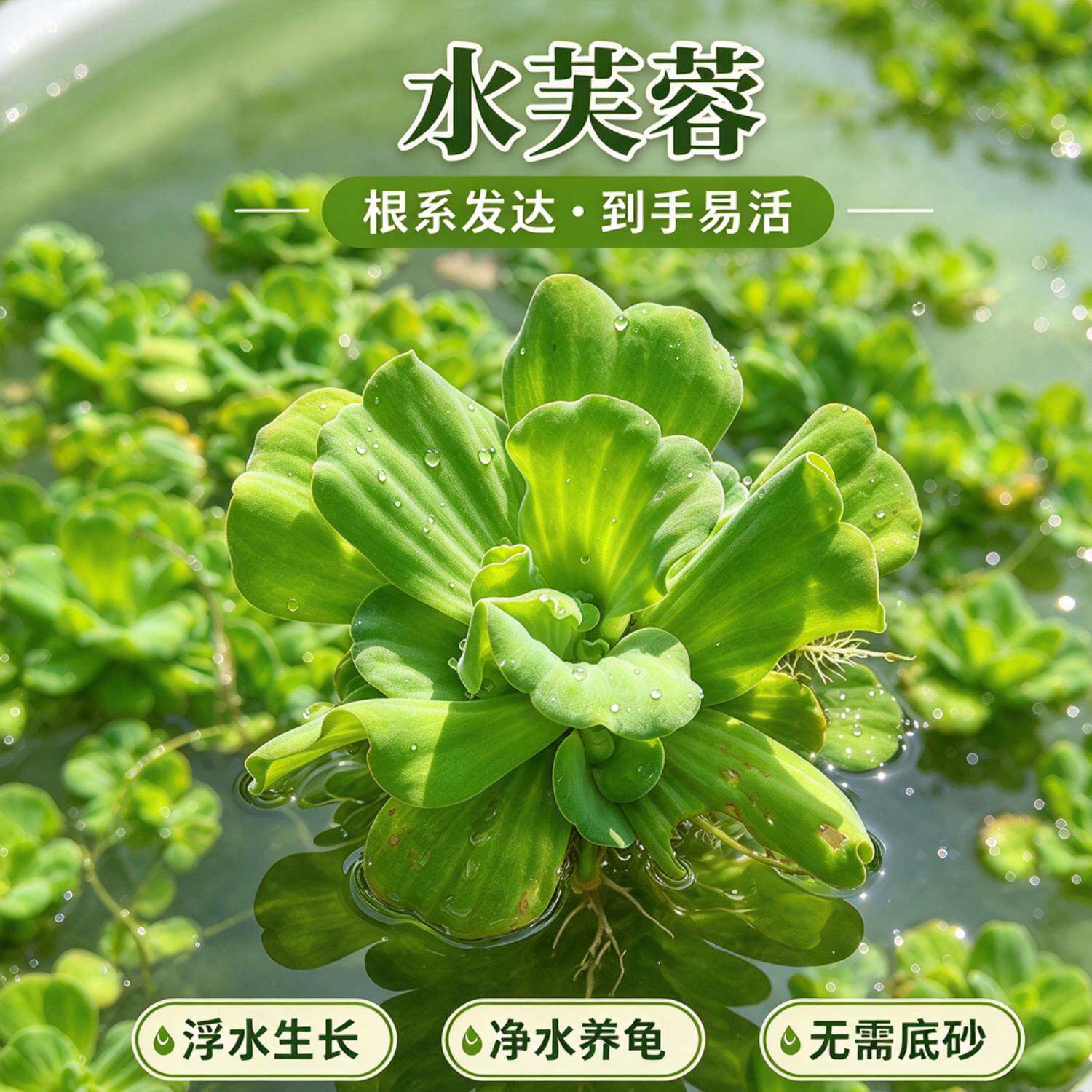 水芙蓉浮萍 鱼池庭院水池造景绿植 净化水质易繁殖淡水浮水植物
