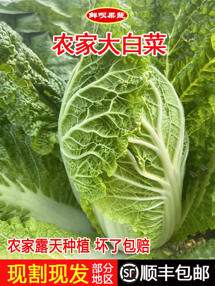 贵州农家新鲜减脂蔬菜霜打大白菜青口白火锅菜麻叶菜娃娃菜秋绿
