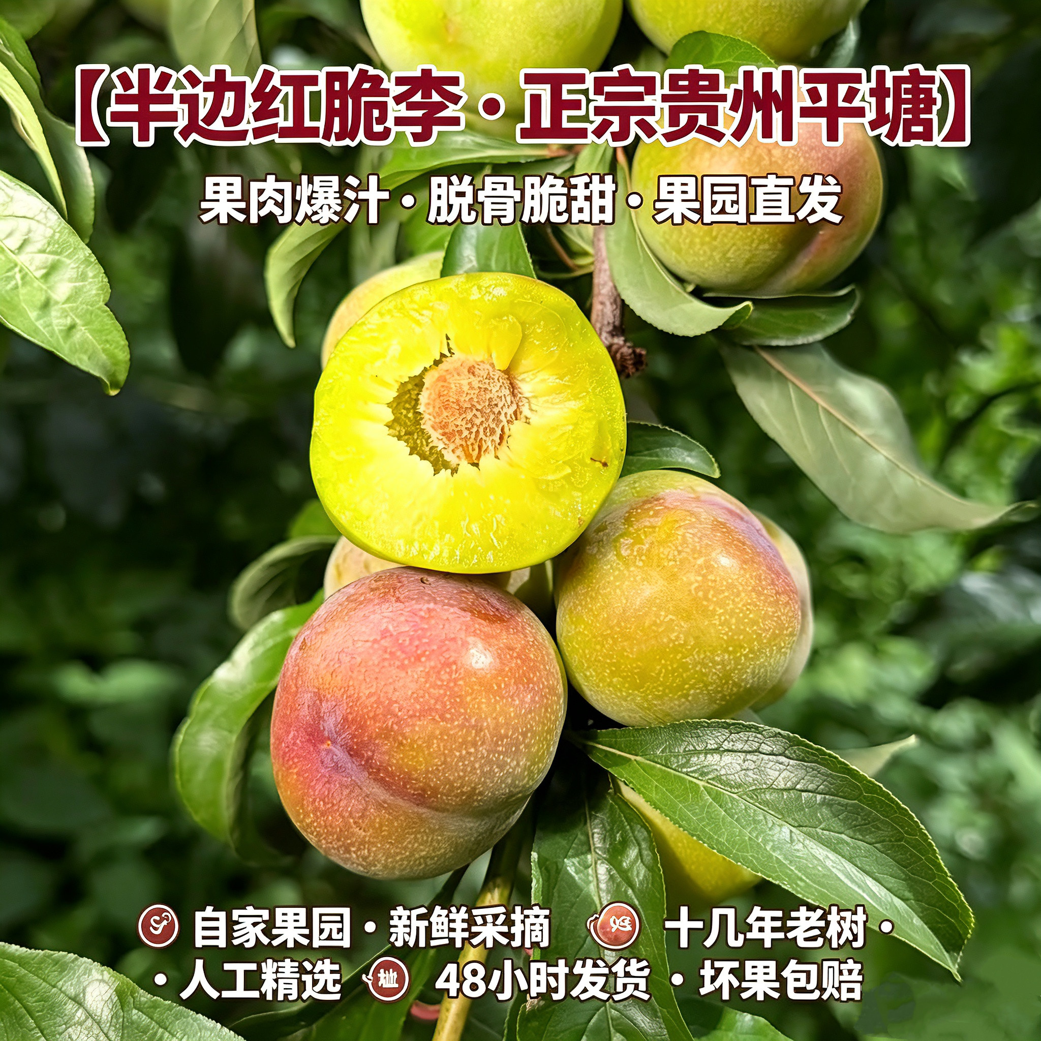 贵州半边红脆李五月脆李现摘脆甜