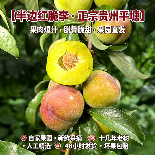 贵州半边红脆李五月脆李现摘脆甜