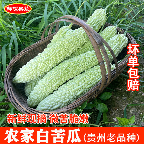 贵州老品种白苦瓜新鲜现摘
