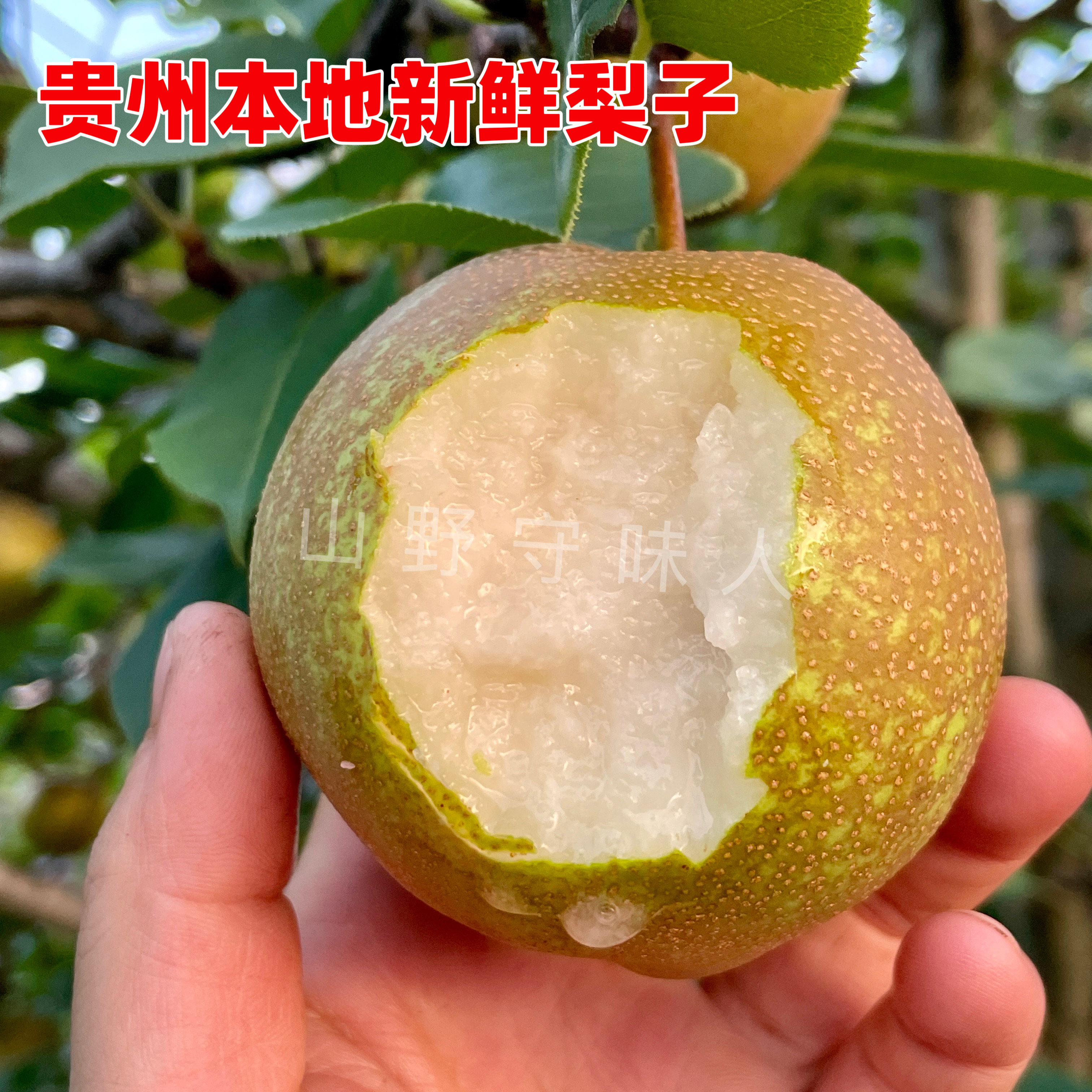 贵州平塘新鲜本地梨子应季水果